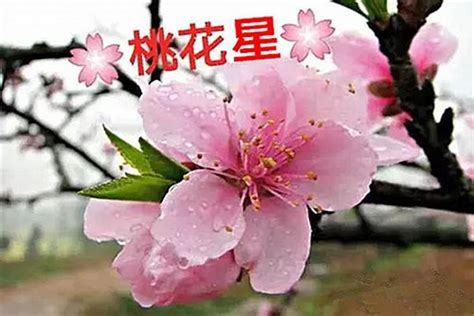 桃花旺|桃花旺的八字格局